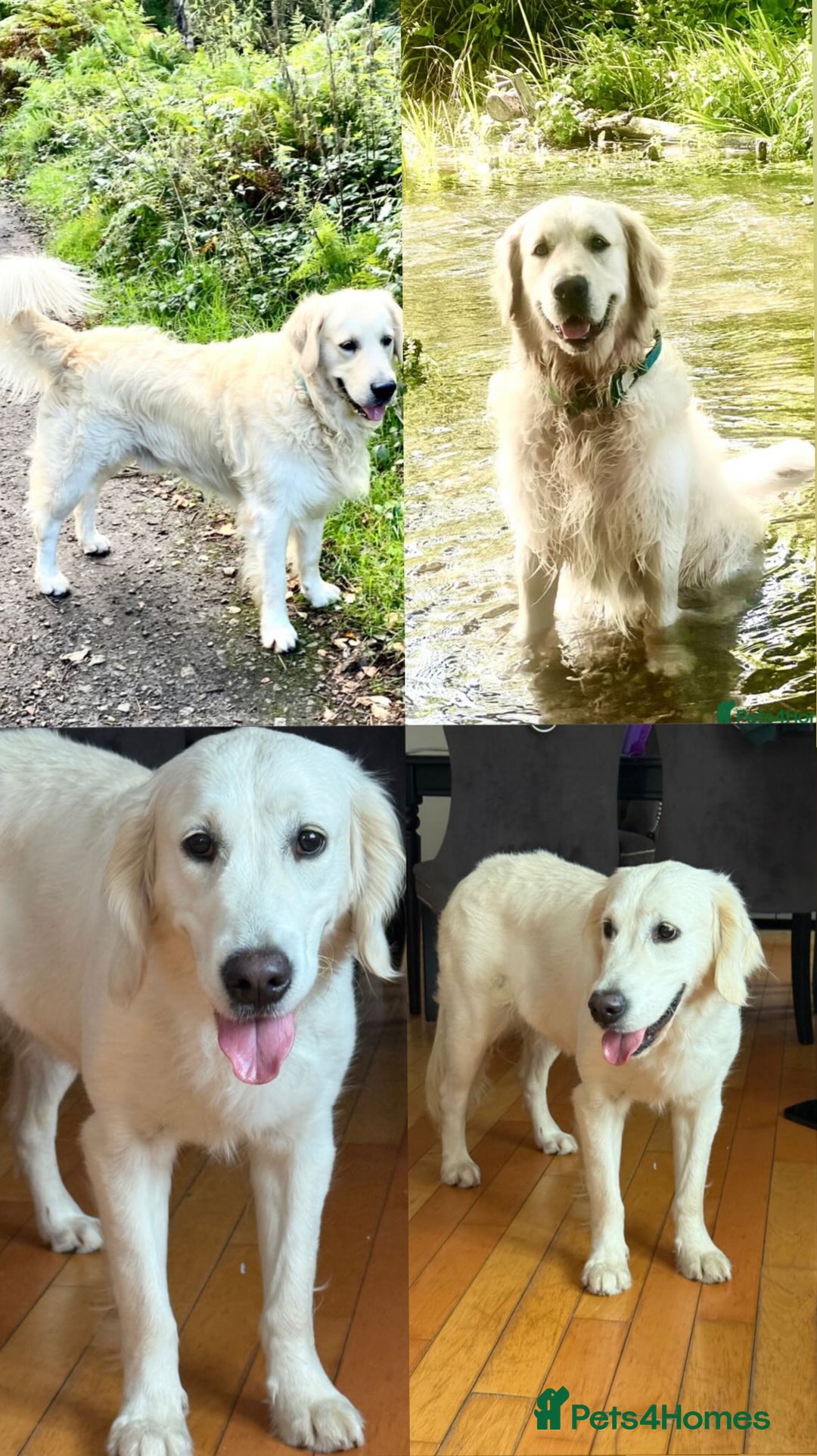 Golden Retriever dogs for sale: English Cream Golden Retriever Babies - Advert 13