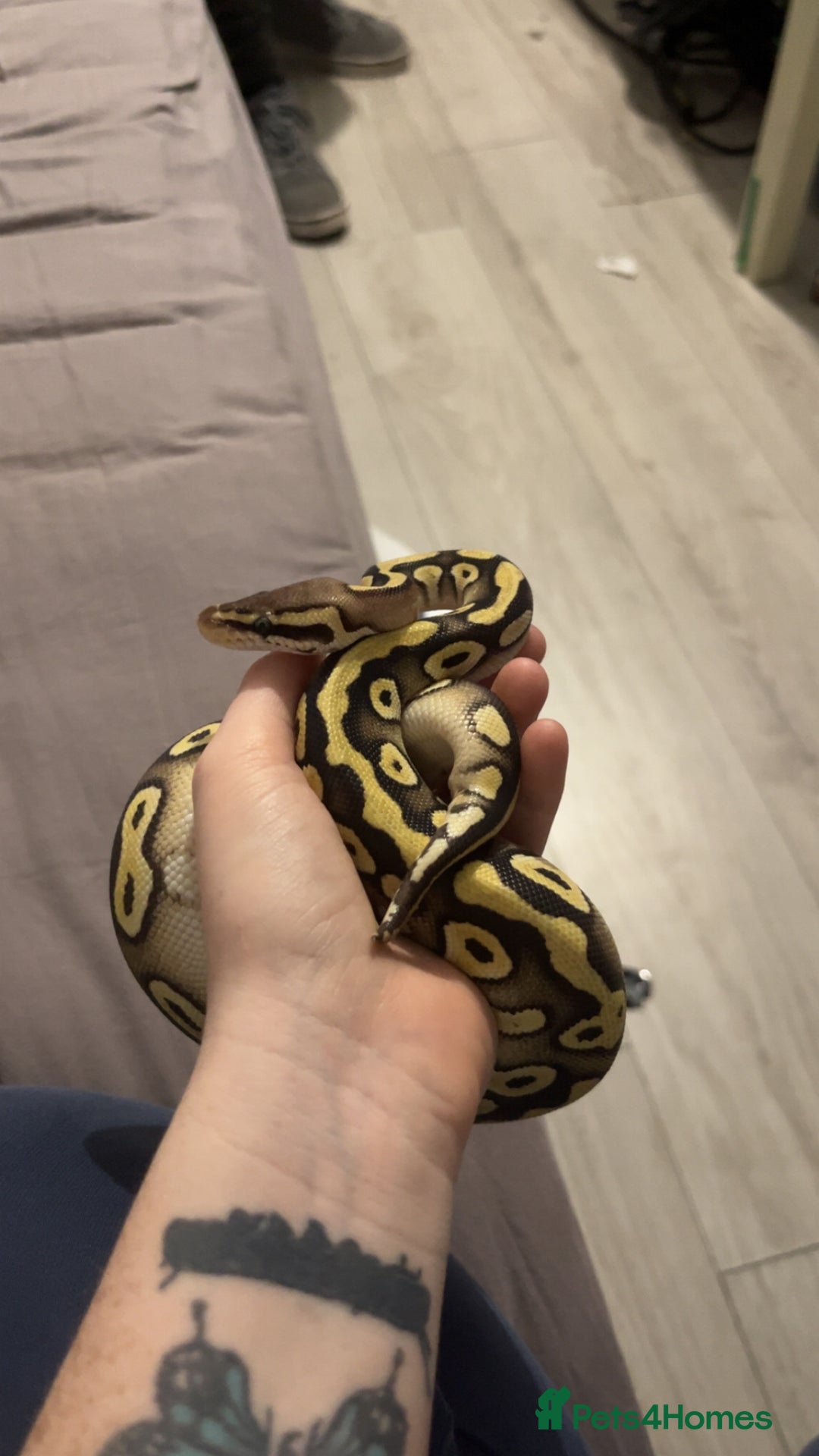 Python Snake reptiles for sale: Ball python looking for new home  - Advert 3