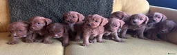 Labradoodle dogs for sale: Health tested F1 Labradoodle Puppies in Harrogate - Advert 7