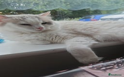 Ragdoll cats for sale: Ragdoll 2 girl🐈 and 3 boy🐈‍⬛. - Image 21