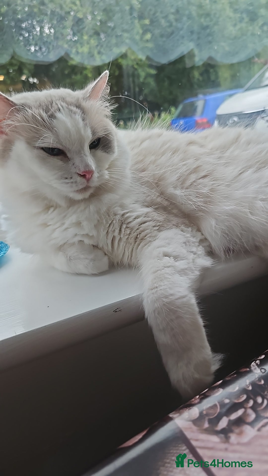 Ragdoll cats for sale: Ragdoll 2 girl🐈 and 3 boy🐈‍⬛. - Image 21