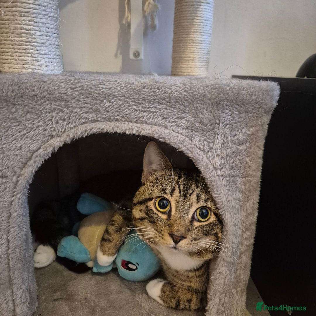 Domestic Shorthair cats for sale: Beautiful Boy needs loving home - Advert 2