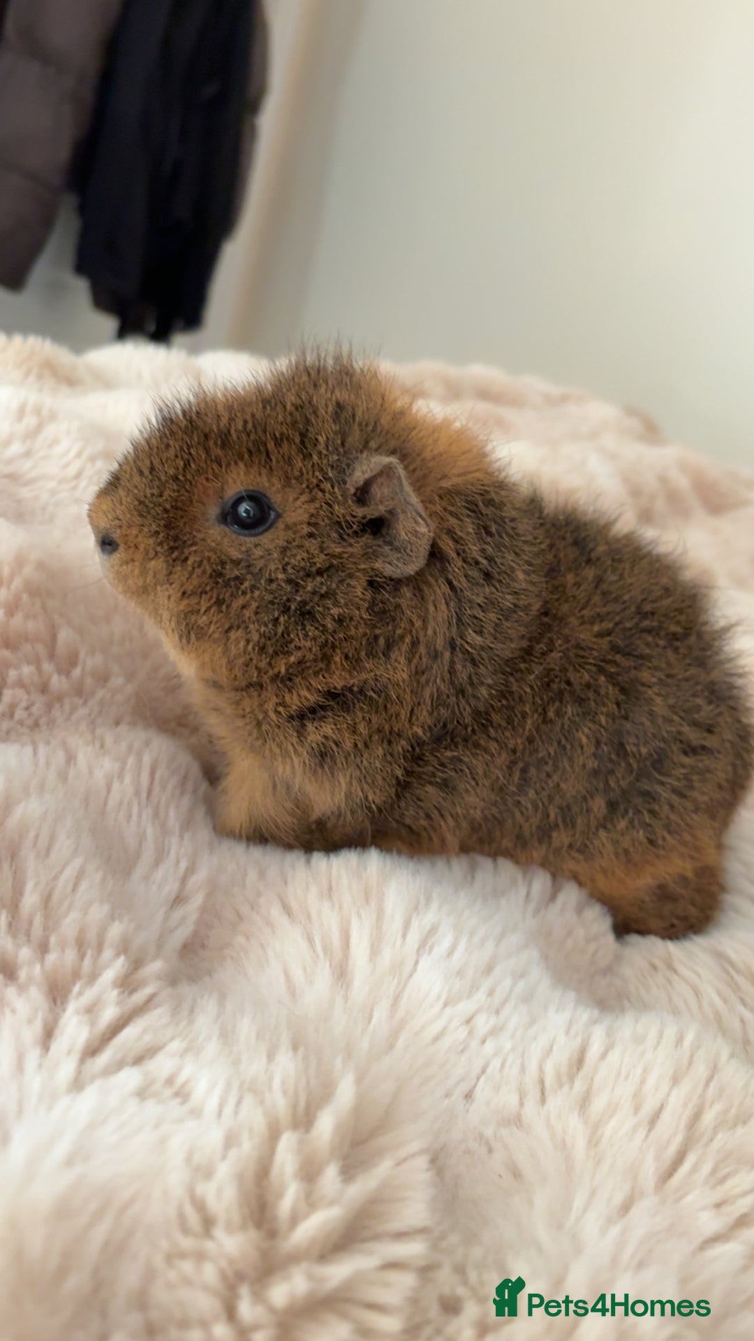 Guinea Pig rodents for sale: Two male bonded Guinea Pigs - Advert 5