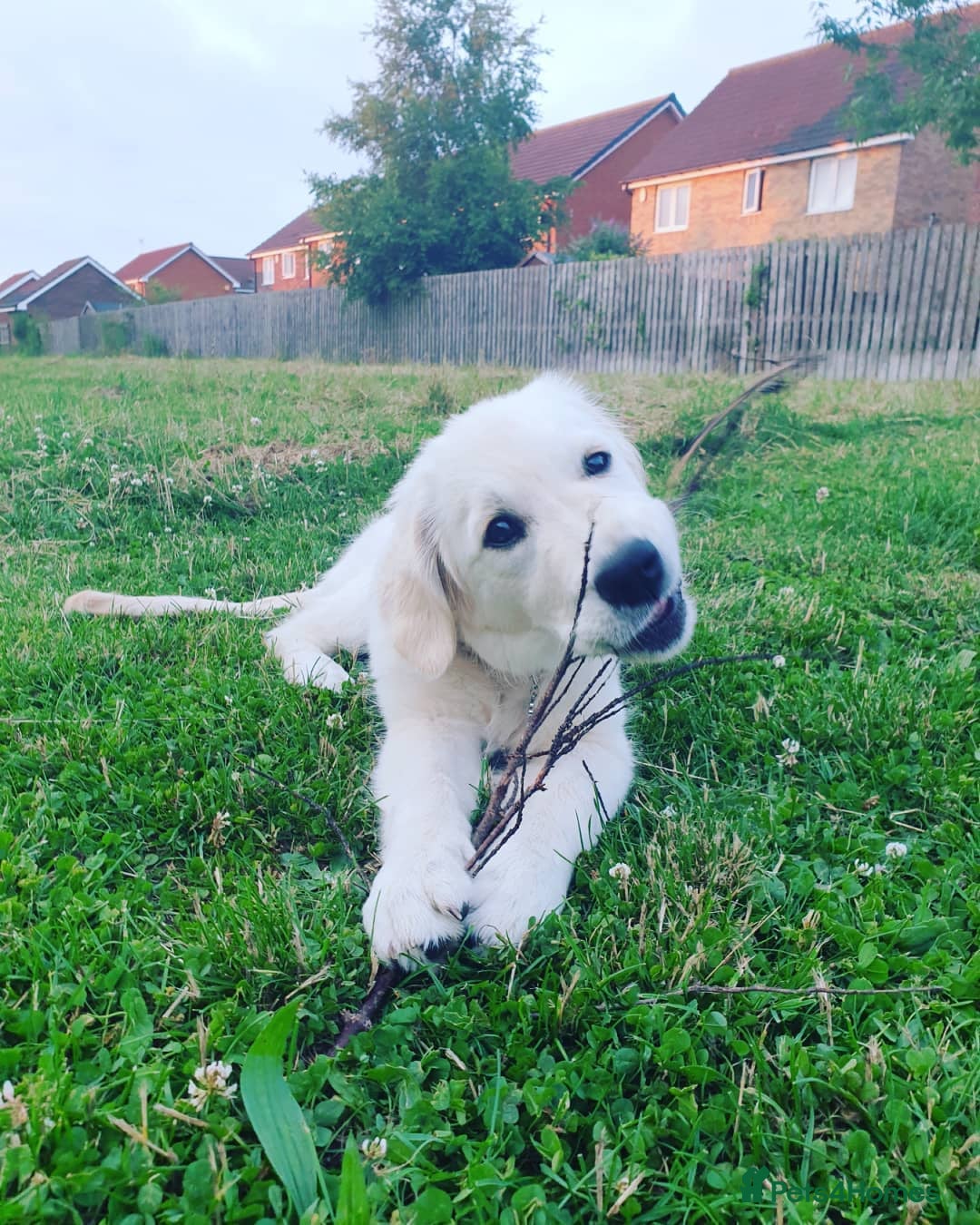 Golden Retriever dogs for sale: Retriever Puppy Looking for Her Forever Home - Image 2