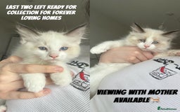 Ragdoll cats for sale: 2 Female Barbie Ragdolls🎀 in Ilford - Image 1
