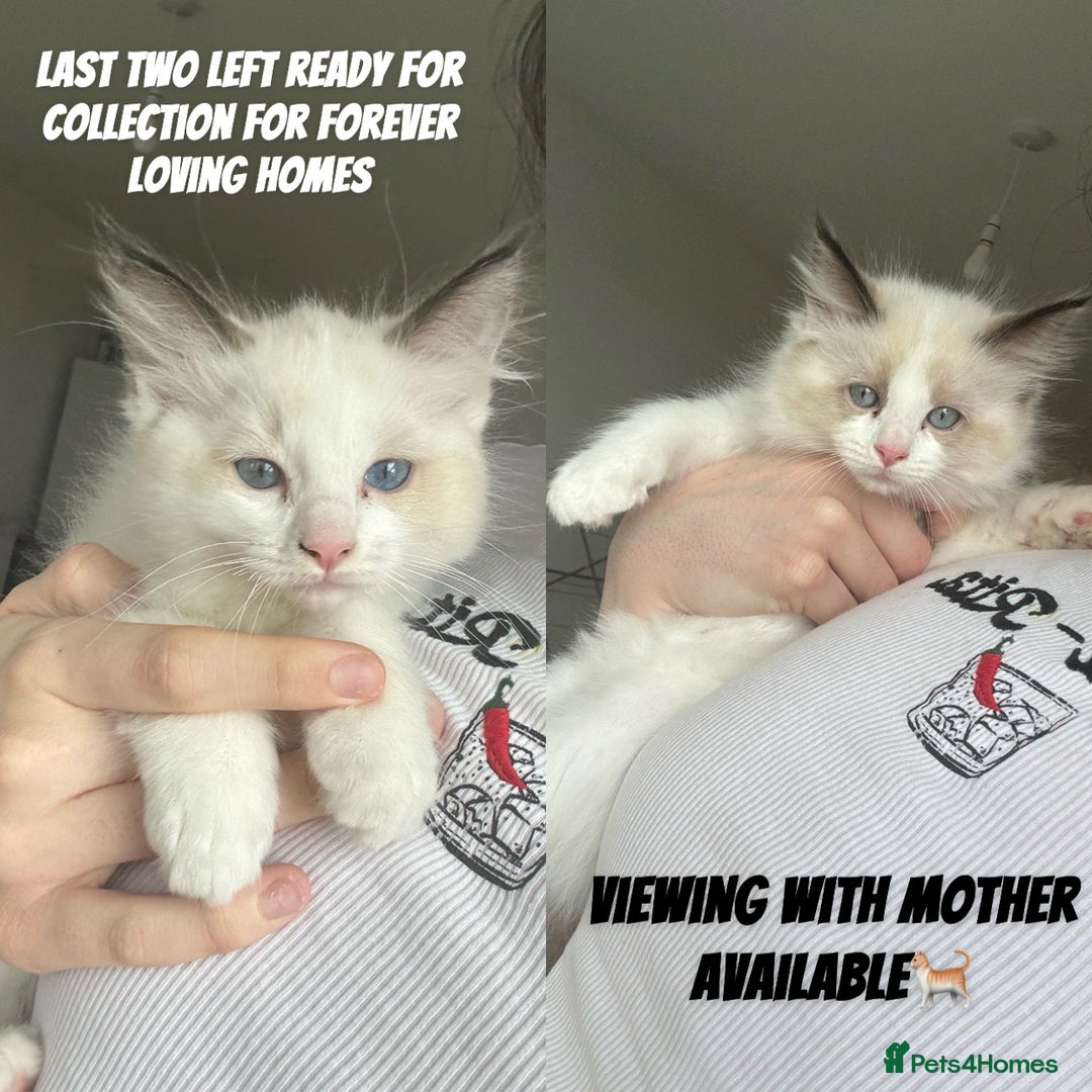 Ragdoll cats for sale: 2 Female Barbie Ragdolls🎀 in Ilford - Image 1