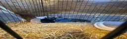 Mixed Breed cats for sale: Fantastic Farm Kittens  - Advert 16