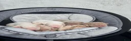 French Bulldog dogs for sale: New Shades Puppies/ DNA 🧬 Tested Parents  - Advert 19