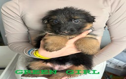 German Shepherd dogs for sale: Grandson of Famous Boss (Bossenburg) pups - Image 9