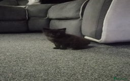Mixed Breed cats for sale: 4 brown fully tabby kittens  - Image 8