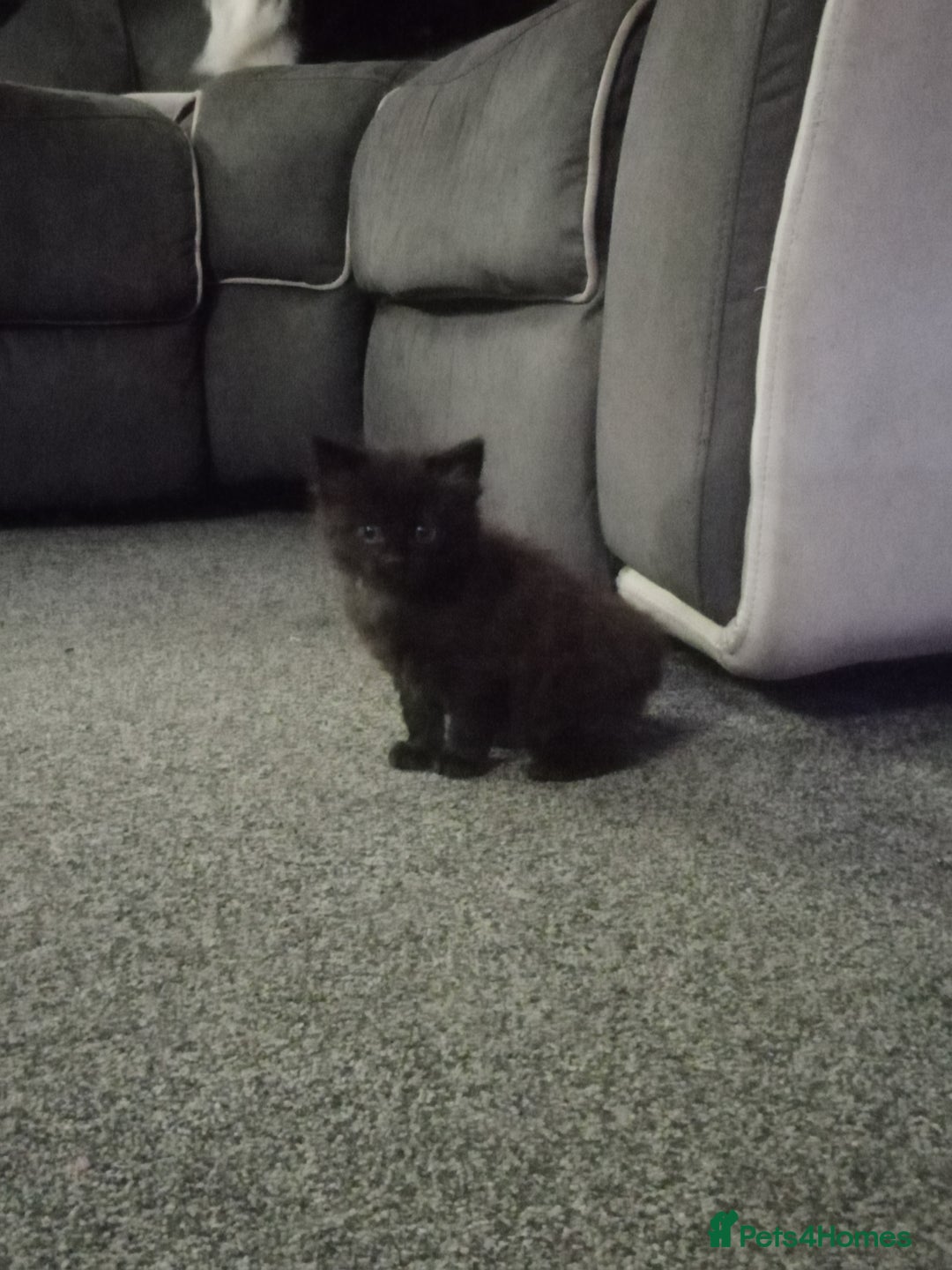 Mixed Breed cats for sale: 4 brown fully tabby kittens  - Image 8