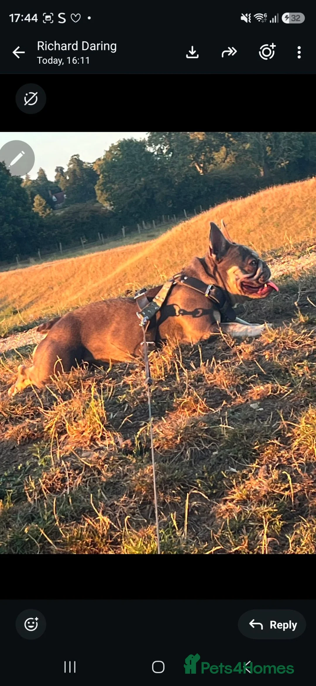 French Bulldog dogs for sale: Beautiful female French bulldog. in Northampton - Advert 2