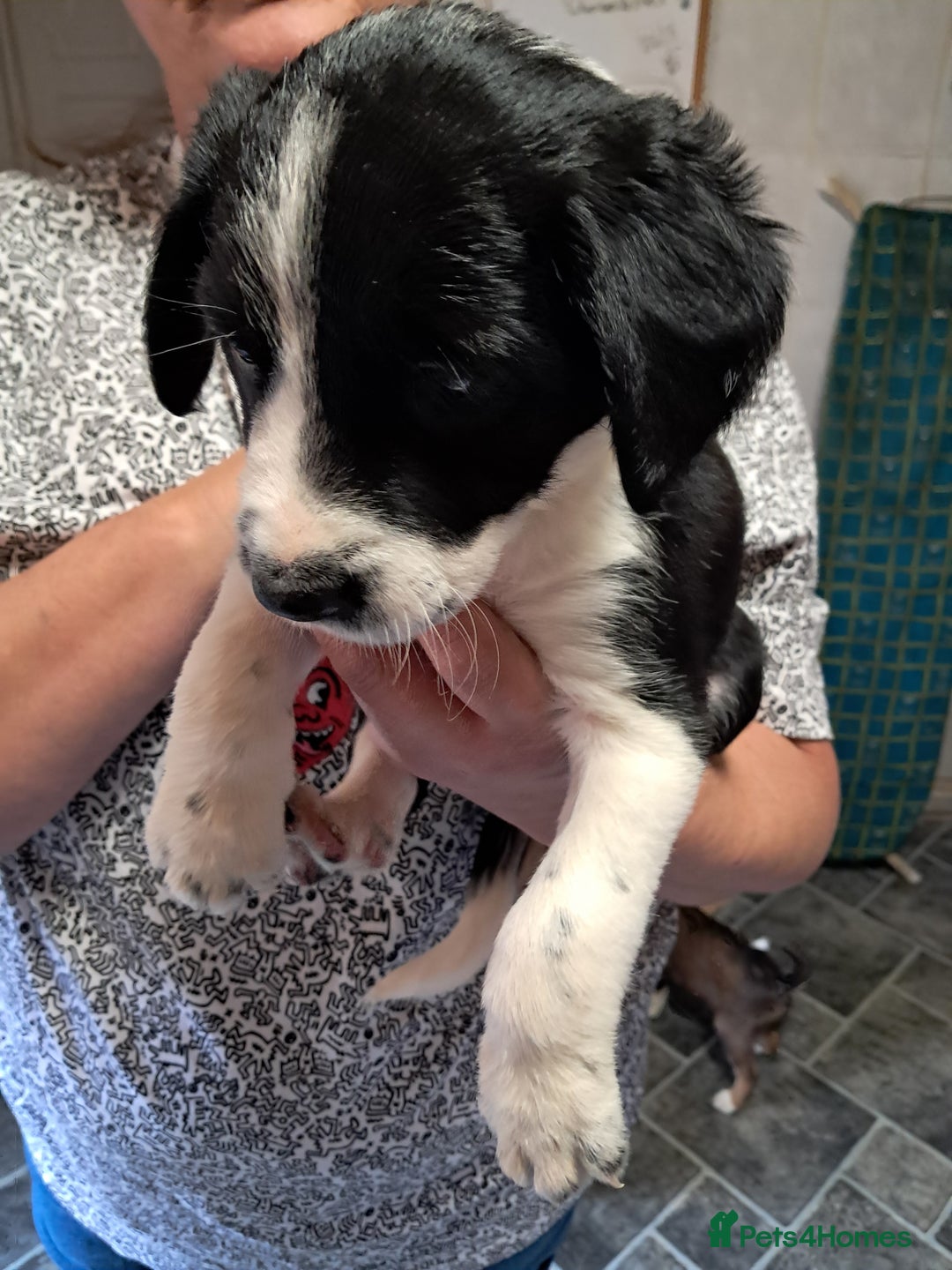 Sprollie dogs for sale: Springer spaniel Sprollie pups - Image 4