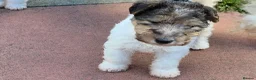 Fox Terrier dogs for sale: Wire fox terrier puppies for sale - Advert 5