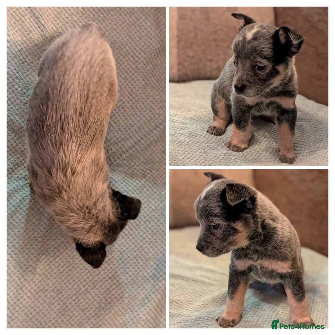 Australian Cattle Dog dogs for sale: Cattle Dog Puppies - Advert 7