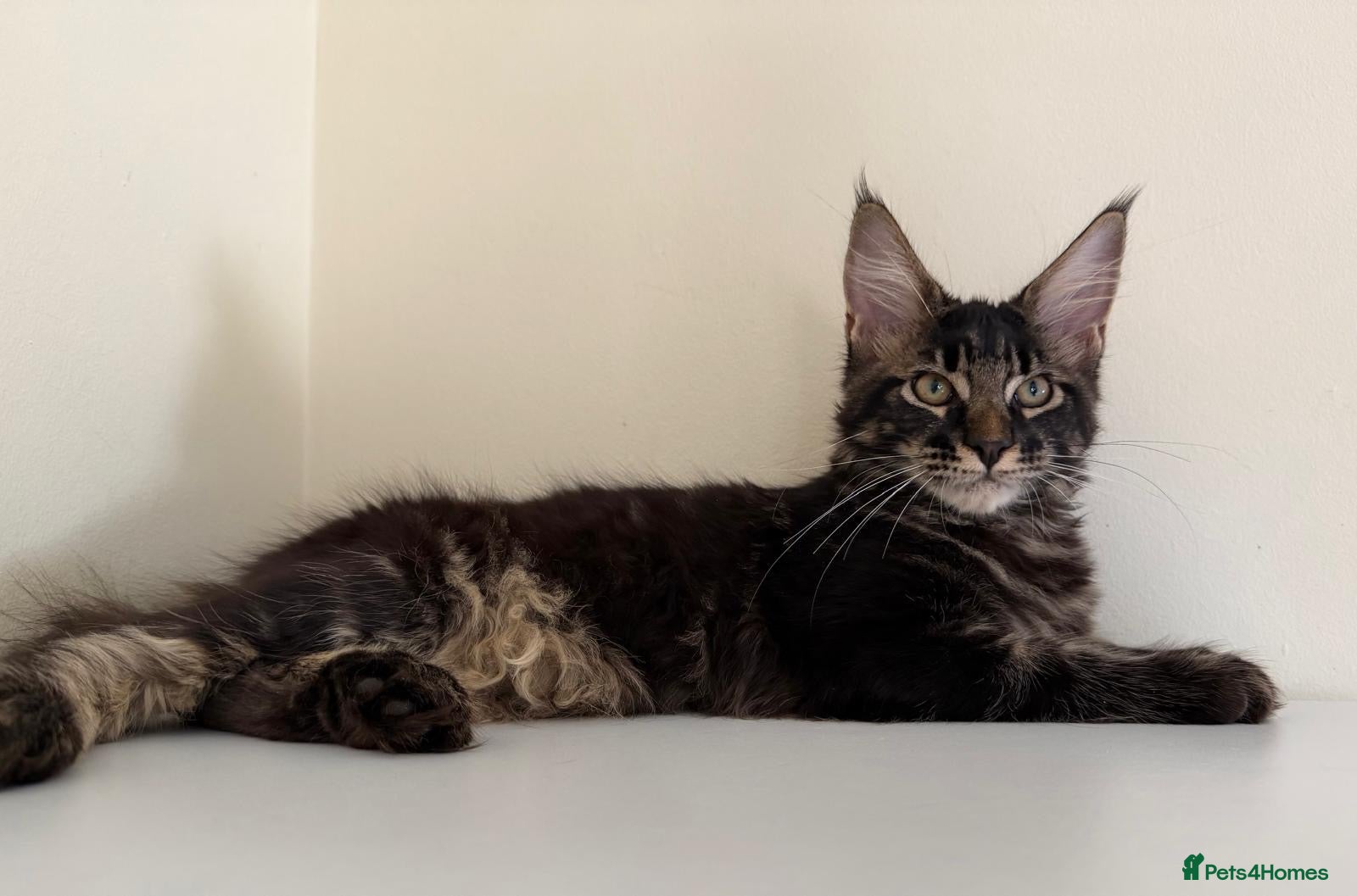 Maine Coon cats Ready for home pure bred maine coon kittens - Advert 4