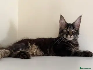 Maine Coon cats Ready for home pure bred maine coon kittens - Advert 4