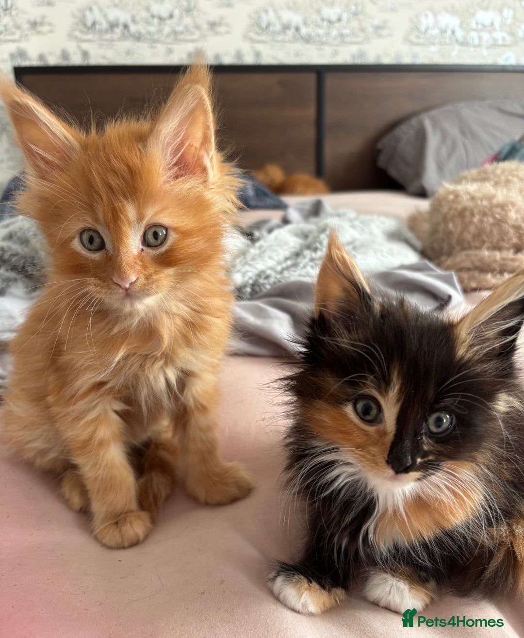 Maine Coon cats for sale: Ginger / tri colour pure Maine coon kittens  - Image 1