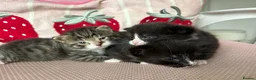 Mixed Breed cats for sale: Beautiful mixed breed kittens  - Advert 4