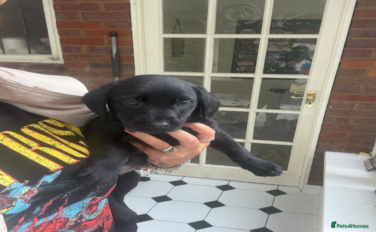 Labrador Retriever dogs - Advert 4