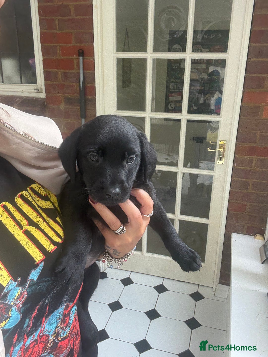 Labrador Retriever dogs for sale: Labrador puppies - Ready Now  - Image 1