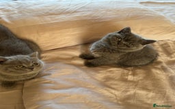 British Shorthair cats for sale: 🐾 British Shorthair Kittens – 8 Weeks Old  - Image 17