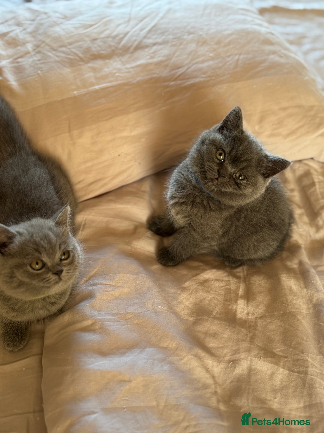 British Shorthair cats for sale: 🐾 British Shorthair Kittens – 8 Weeks Old  - Image 17