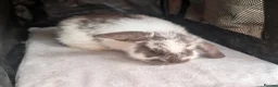 Mini Lop rabbits for sale: Beautiful litter of Mini lop bunnies  - Advert 10