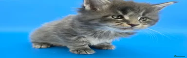 Maine Coon Kitten 4