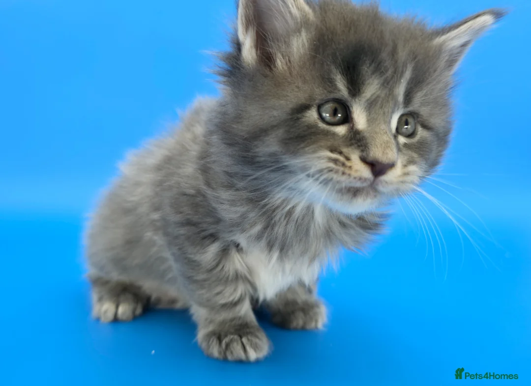 Maine Coon cats for sale: Tica reg beautiful Maine Coon kittens  - Advert 6