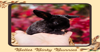 Mini Lop rabbits - Advert 9