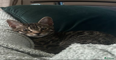Bengal cats - Advert 2