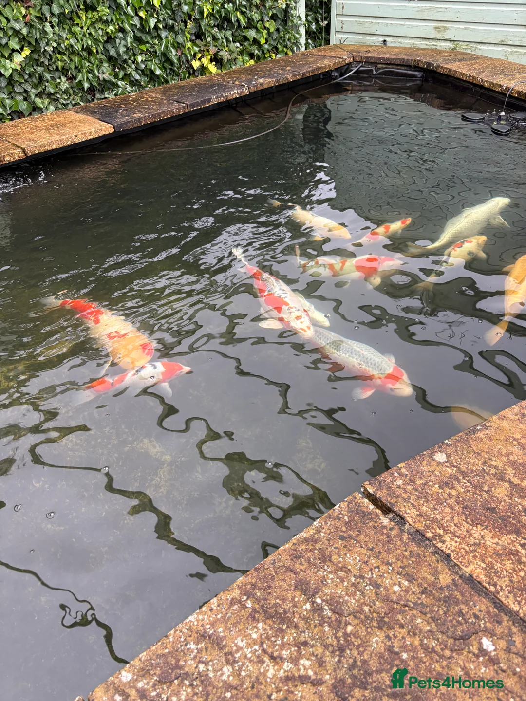 Koi Carp fish for sale: Various Koi Carp - Advert 4