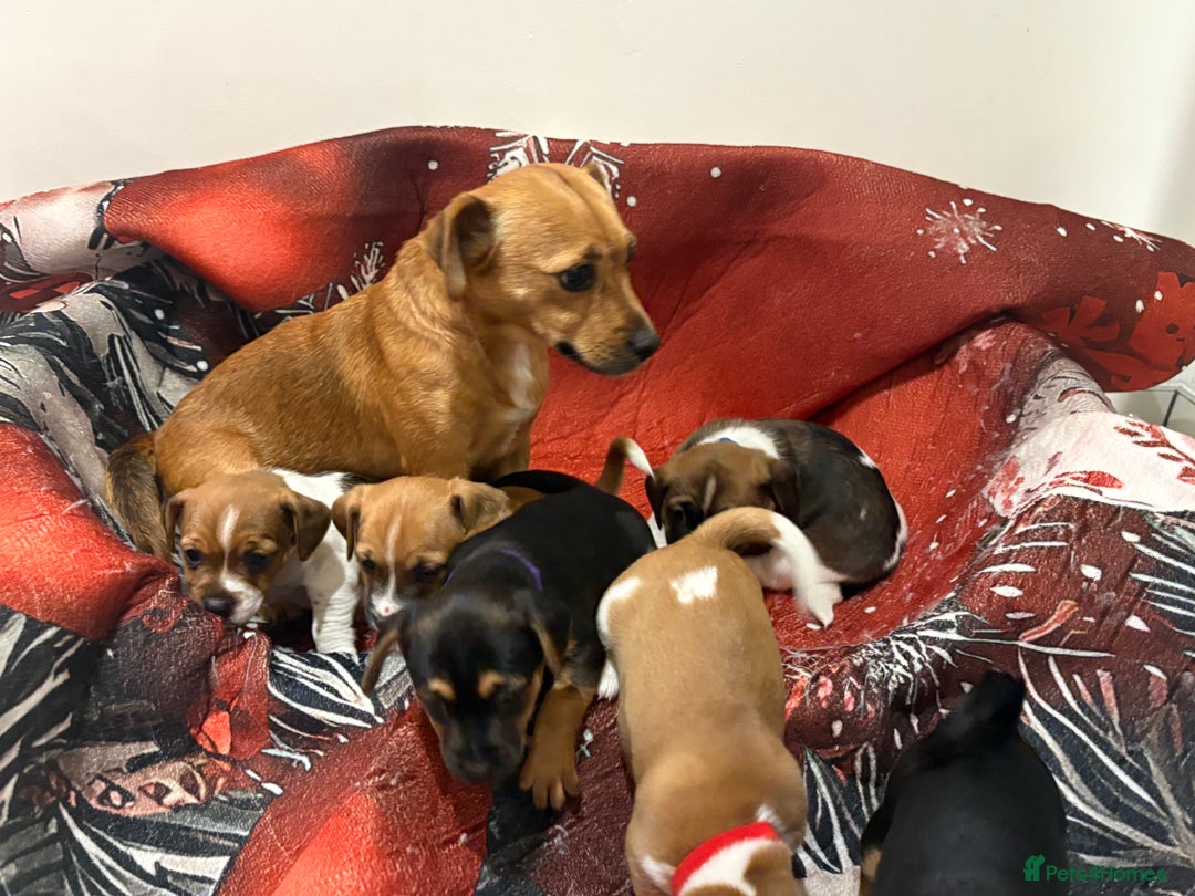 Jack Russell dogs for sale: 6 striking puppies  - Advert 8