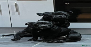 Staffordshire Bull Terrier dogs - Advert 14