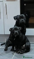 Staffordshire Bull Terrier dogs - Advert 3