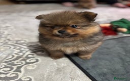 Pomeranian dogs for sale: Adorable Pomeranian Puppies – Orange Sable - Image 7