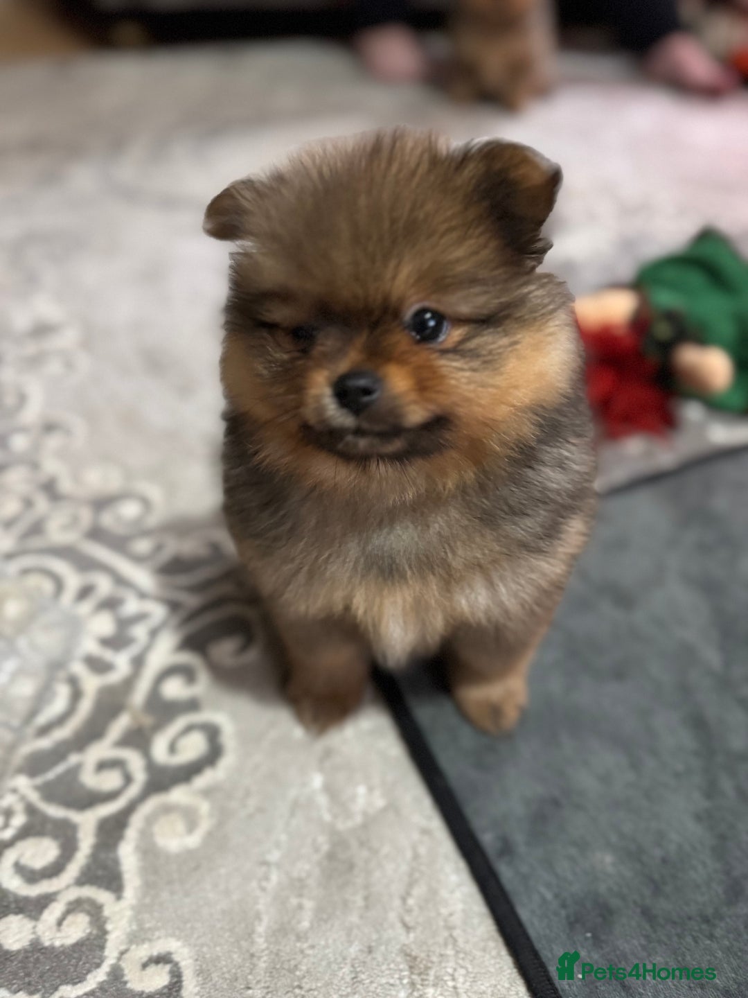 Pomeranian dogs for sale: Adorable Pomeranian Puppies – Orange Sable - Image 7