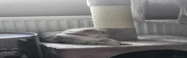 Scottish Fold 1