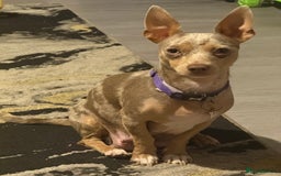 Jack Russell dogs for sale: Jack Russell puppies  - Image 1