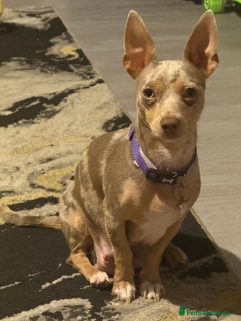 Jack Russell dogs - Advert 1