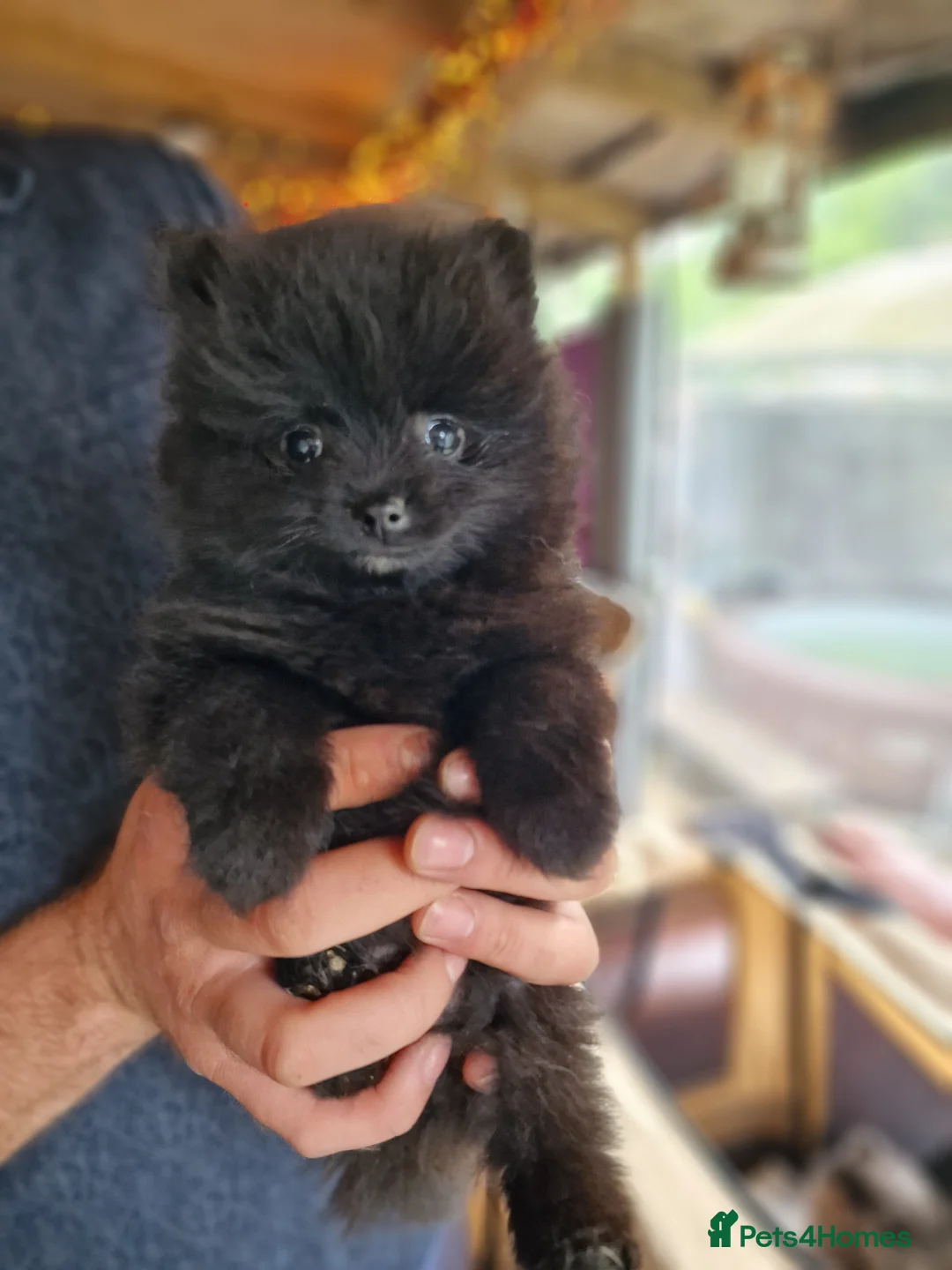 Pomeranian dogs for sale: Cute Pomeranian boys, amazing colour in Wigan - Advert 14