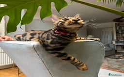Bengal cats for sale: Beautiful Bengal kitten 7 months - Advert 2