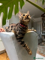 Bengal cats Beautiful Bengal kitten 7 months - Advert 2