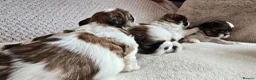 Shih Tzu dogs for sale: Beautiful Purebred Shih Tzu Puppies for Sale - Advert 23
