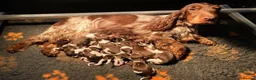 Cocker Spaniel dogs for sale: Sykehead cocker spaniel KC comprehensive health - Advert 4