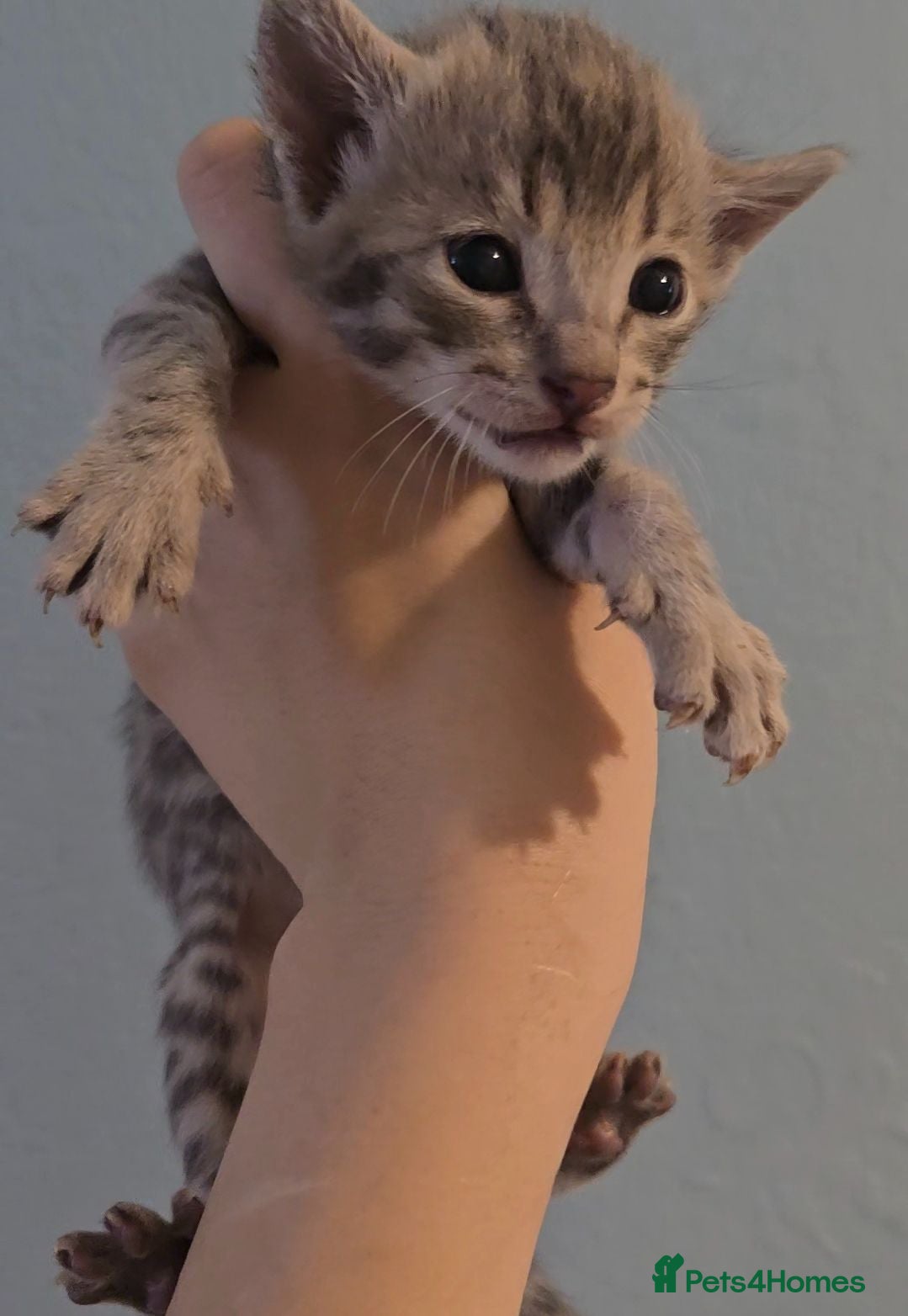 Bengal cats 🐾 Show-Stopping Savannah x Bengal  🐆 2 left - Advert 2