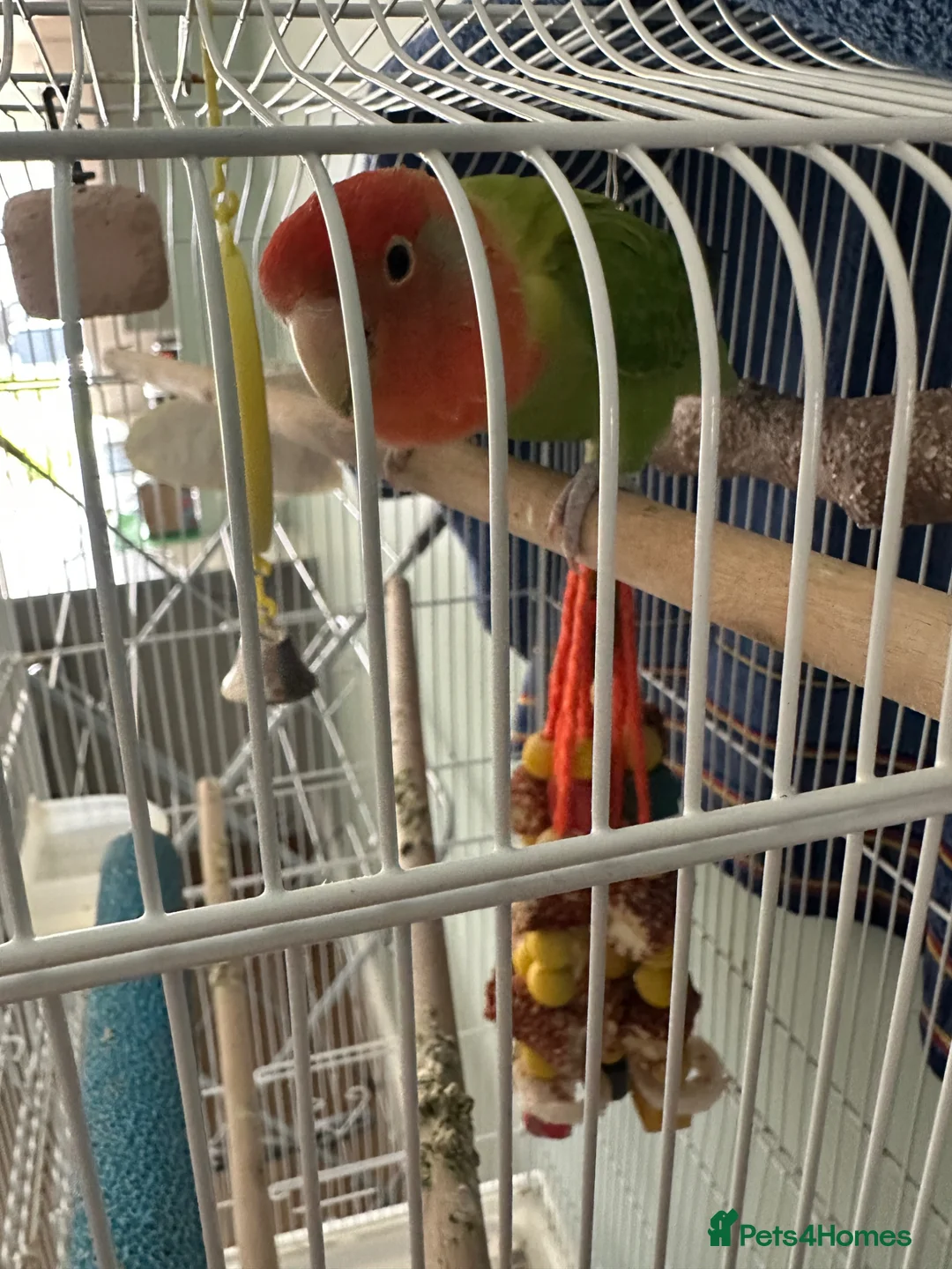 Lovebirds birds for sale: Female Lovebird Looking for new mate in Eastleigh - Advert 2