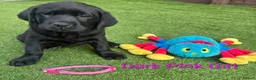 Labrador Retriever dogs for sale:  KC Black Labradors – 4 Boys & 2 Girls Available🐶 - Advert 29