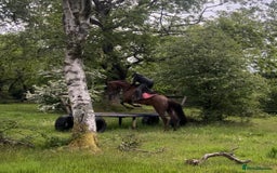 Irish Thoroughbred horses for sale: 6 yr old allrounder, 15.2, Irish mare in Bargoed - Image 20